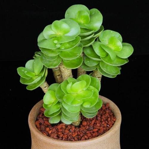 金钱木老桩多肉植物盆栽室内客厅新手好养招财桌面绿植花卉