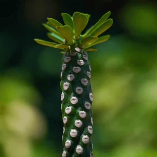 无刺霸王鞭 大戟科多肉植物老桩盆栽 阳台仙人掌不扎手桌面小绿植