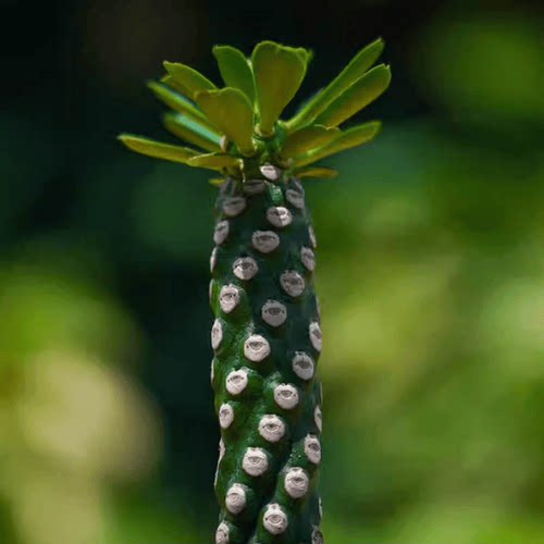 无刺霸王鞭大戟科多肉植物