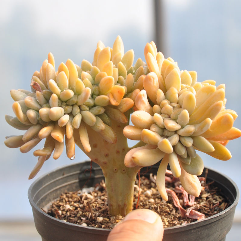 老桩缀化醉美人带板子多肉植物盆栽办公桌面室内阳台肉肉防辐射