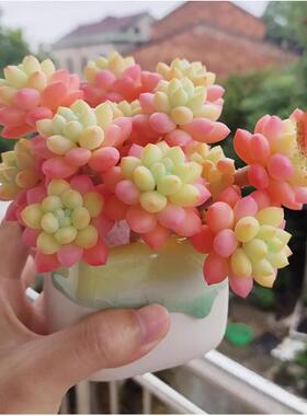 洛可可群生多头多肉植物盆栽肉肉新手植物办公室内阳台创意绿植