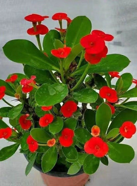 虎刺梅盆栽带花苞室内阳台四季开花植物铁海棠盆栽好养易活花卉