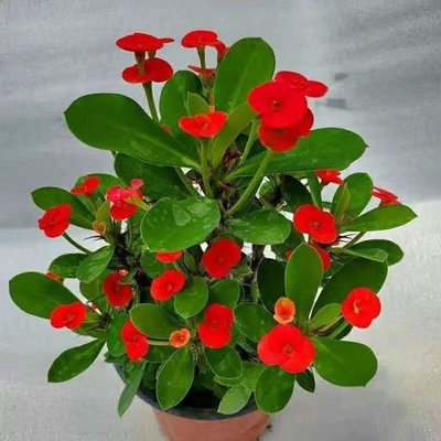 虎刺梅盆栽带花苞室内阳台四季开花植物铁海棠盆栽好养易活花卉
