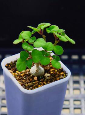 爱氏延命草 开花株块根植物多肉植物有香味 素木 苏木肉肉花卉