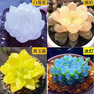 白莲花玉露组合琥珀冰灯宝莲灯新款室内办公室摆件防辐射懒人好养