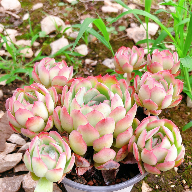 草莓冰多肉植物盆栽月影系橘子冰梅肉肉绿植花卉状态好颜色鲜艳