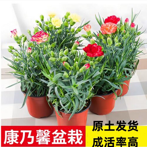 康乃馨盆栽花苗带花苞室内阳台庭院花卉绿植鲜花好养四季开花不断