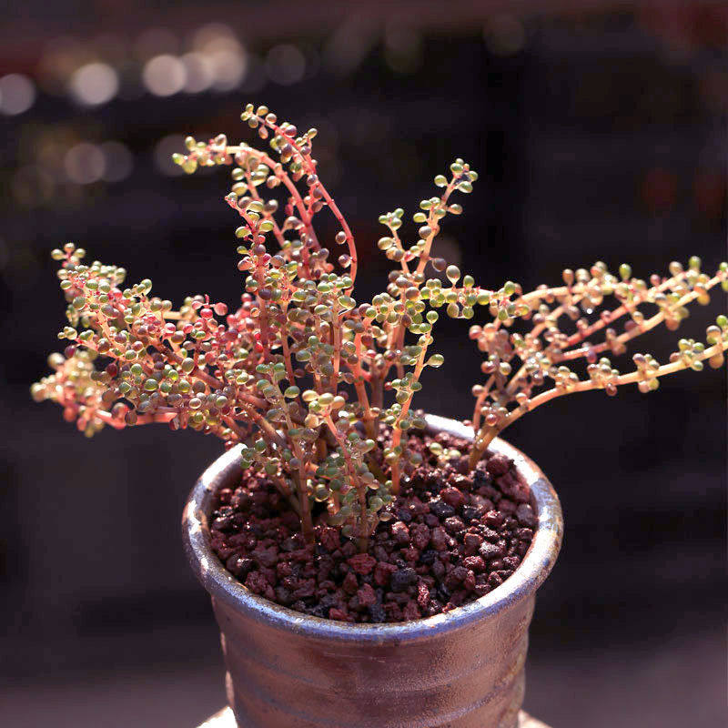透亮露镜多肉植物水珠花大株群生多头贵货肉肉绿植盆栽花卉防辐射