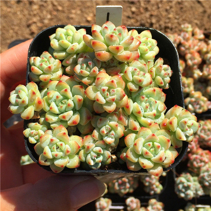 焦糖精灵多肉植物盆栽多头群生贵货肉肉办公桌好养绿植花卉状态好