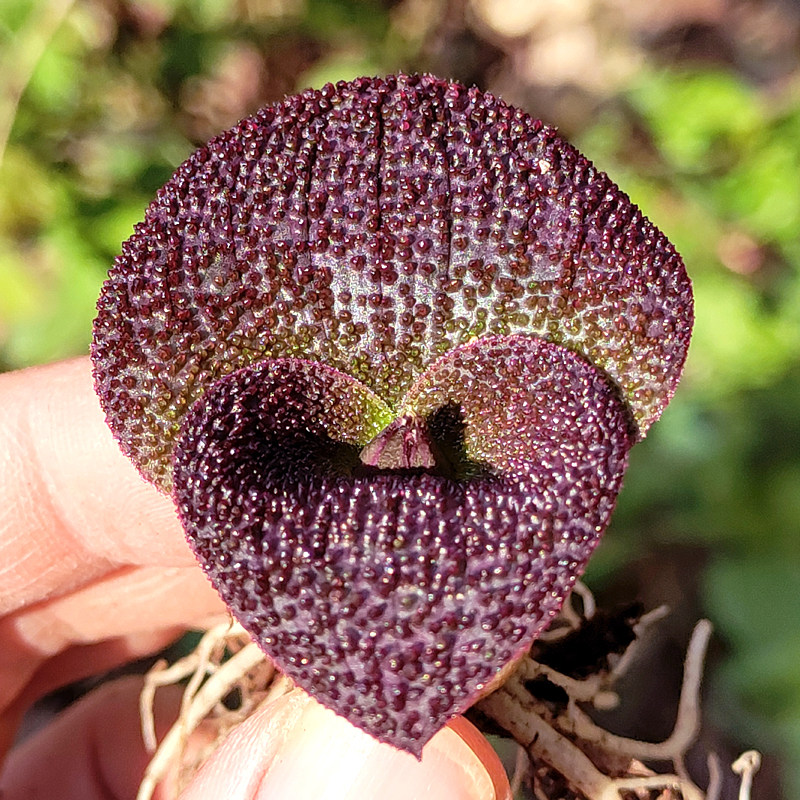 稀有贵货 紫镜多肉植物 球根种根块根肉肉办公室内高档盆栽花卉