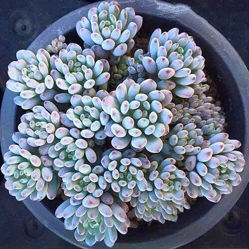 群生盆栽荷兰豆花卉多肉植物