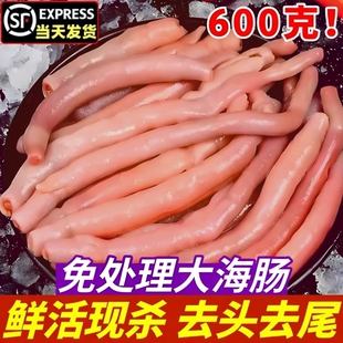 免处理新鲜大海肠鲜活去内脏3袋海肠皮海捕大海肠捞饭海鲜顺丰发