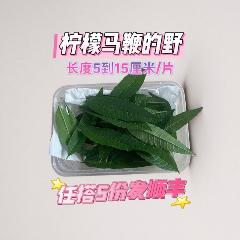 新鲜柠檬马鞭草叶片 西餐料理装饰摆盘香料可食用花草叶材