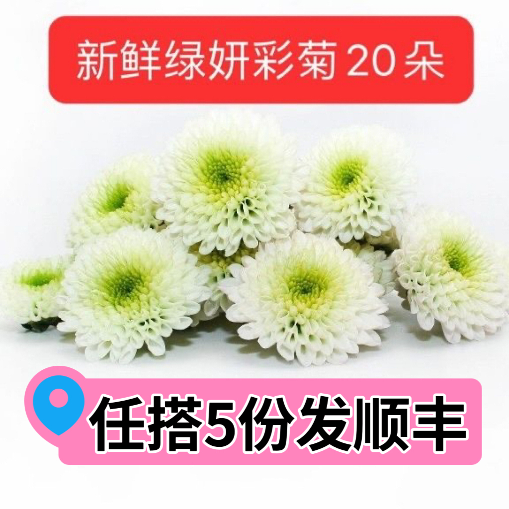 白纽扣彩菊琉心菊日料西餐摆盘