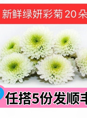 白纽扣彩菊琉心菊日料西餐摆盘