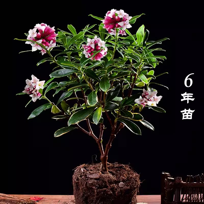 金边瑞香盆栽带花苞耐寒绿