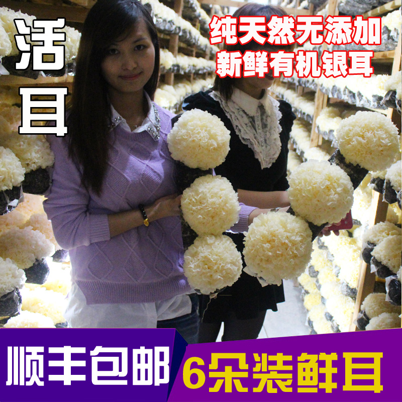 古田新鲜银耳 6朵 高山活耳鲜银耳白木耳雪耳糯耳 顺丰空运包邮