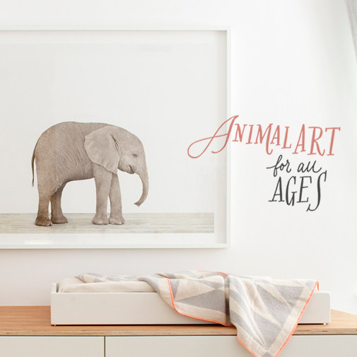 baby animals 可爱的动物宝宝摄影 小清新儿童房家居装饰画挂画