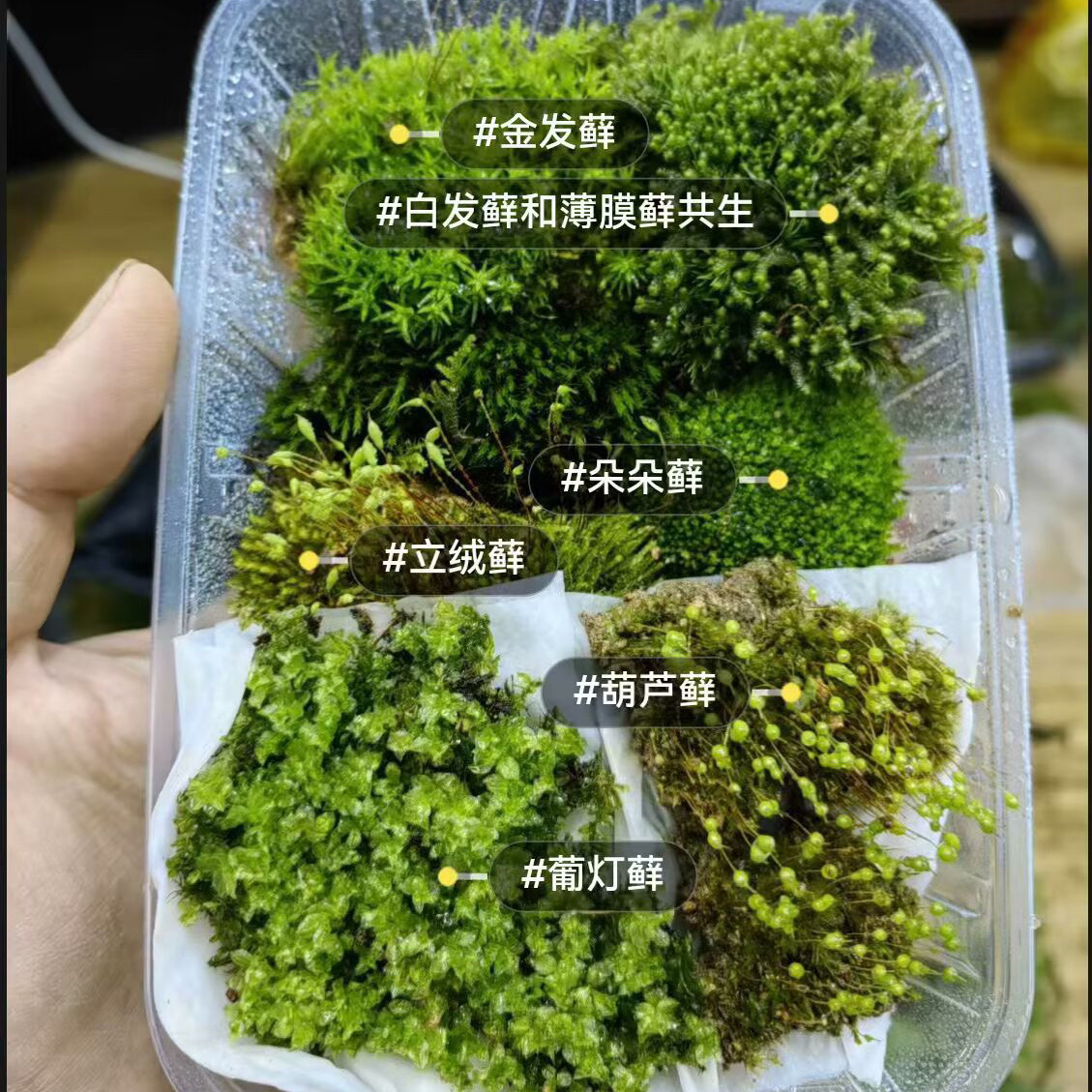 鲜活苔藓拼盘微景观盆景铺面装饰雨林缸水陆缸造景diy 生态瓶造景