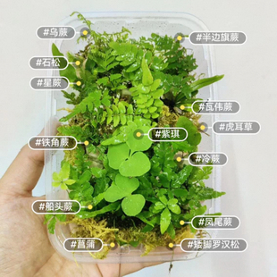 超迷你蕨类微景观雨林缸生态瓶造景可闷养植物超级迷你拇指盆盆栽