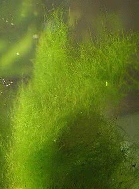水绵水藻水生藻类植物学生教学实验室上课水棉水苔叶绿体研究学习