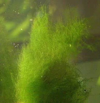 水绵水藻水生藻类植物学生教学实验室上课水棉水苔叶绿体研究学习