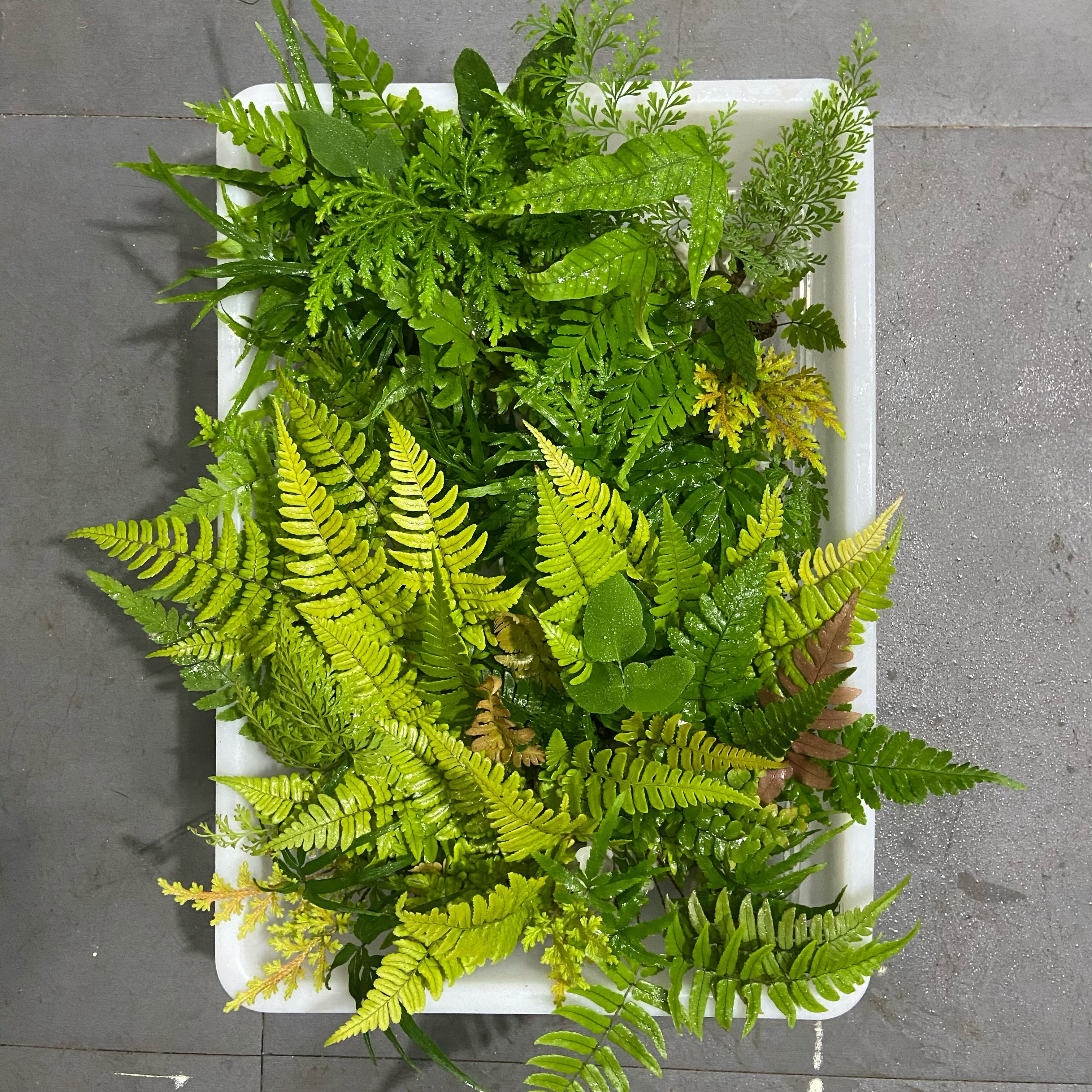 原生态迷你蕨类植物微景观小蕨套餐雨林缸造景小型绿植生态瓶耐湿