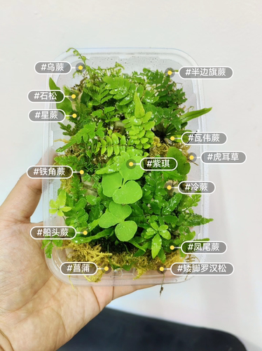 超迷你蕨类微景观雨林缸生态瓶造景可闷养植物超级迷你拇指盆盆栽