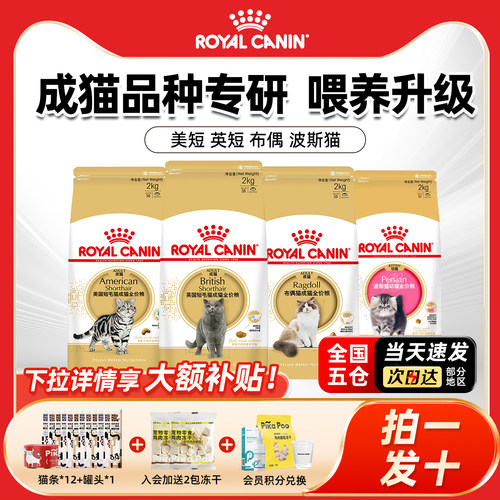 皇家猫粮BS34美英国短毛布偶成猫