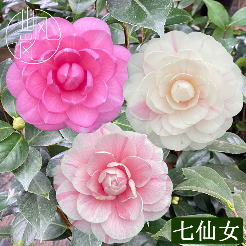 【七仙女】正品山茶花树苗花卉盆栽名贵品种带花苞绿植好养活植物