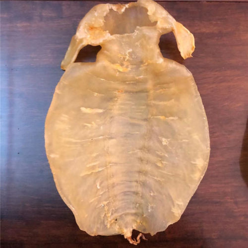 花季香雪儿金兰实秋价格 花季香雪儿金兰实秋图片 星期三 花季香雪儿金兰实秋价格 花季香雪儿金兰实秋图片 星期三