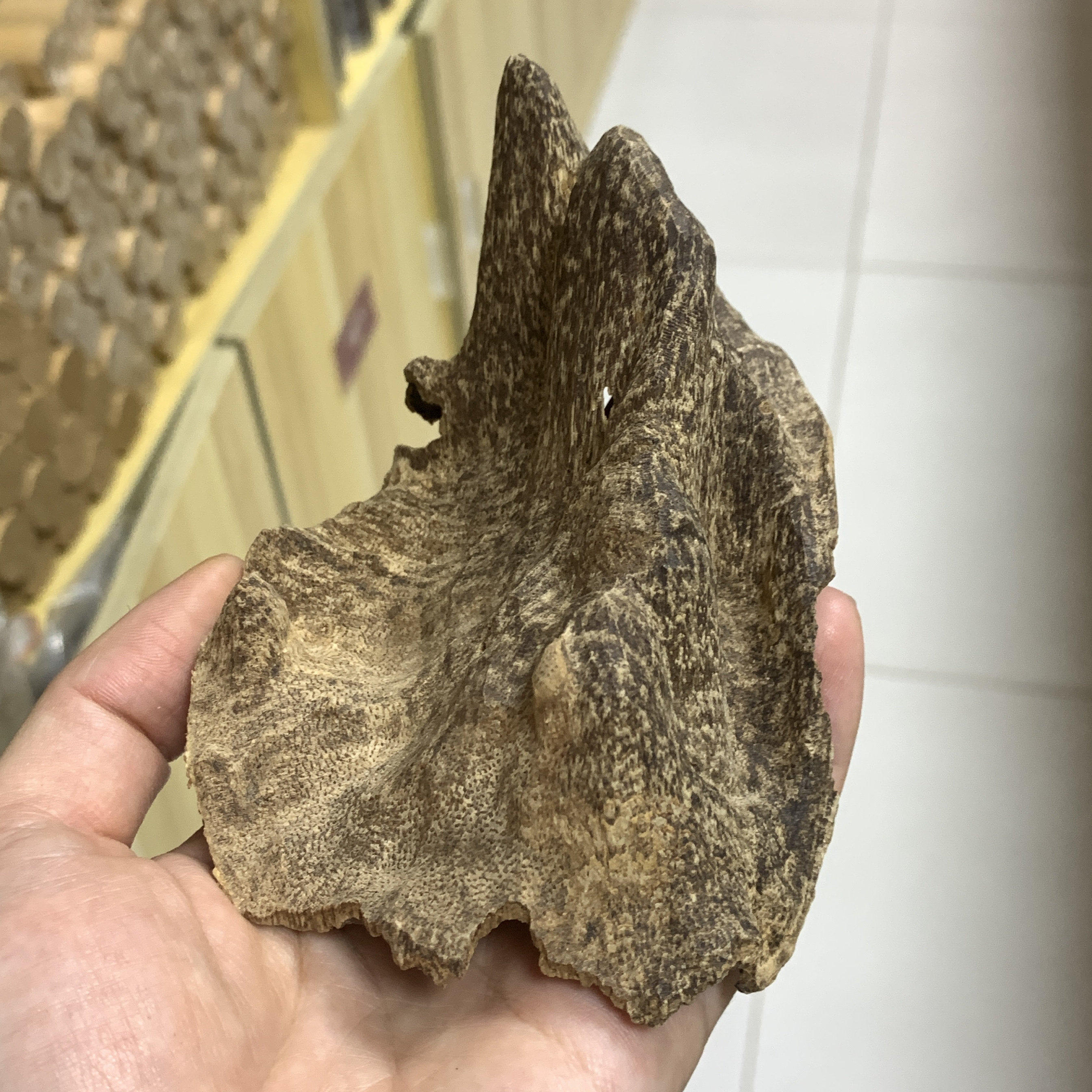 香港沉香大包壳摆件原木料香薰香料保真天然收藏20克非常老图片