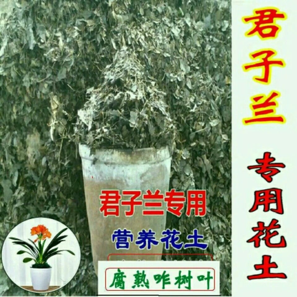 君子兰专用营养花土松针营养液蓖麻子线麻籽矫正器骨粉磷酸二氢钾