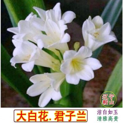 鞍山君子兰白花精品高端大小花苗室内盆栽绿植窄叶室内盆栽绿植