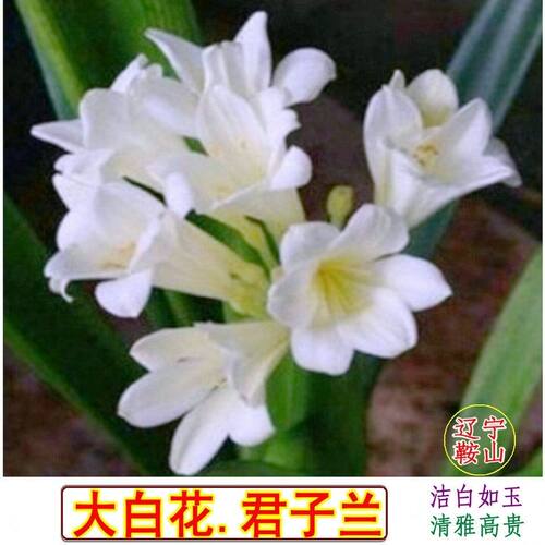 鞍山君子兰白花细叶窄叶尖头精品高端花苗室内盆栽绿植桌面绿植