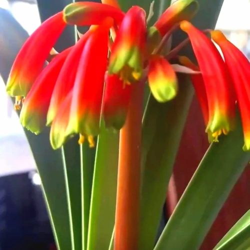 沼泽君子兰花苗精品窄叶长叶细叶高端高档室内盆栽绿植办公室窗台