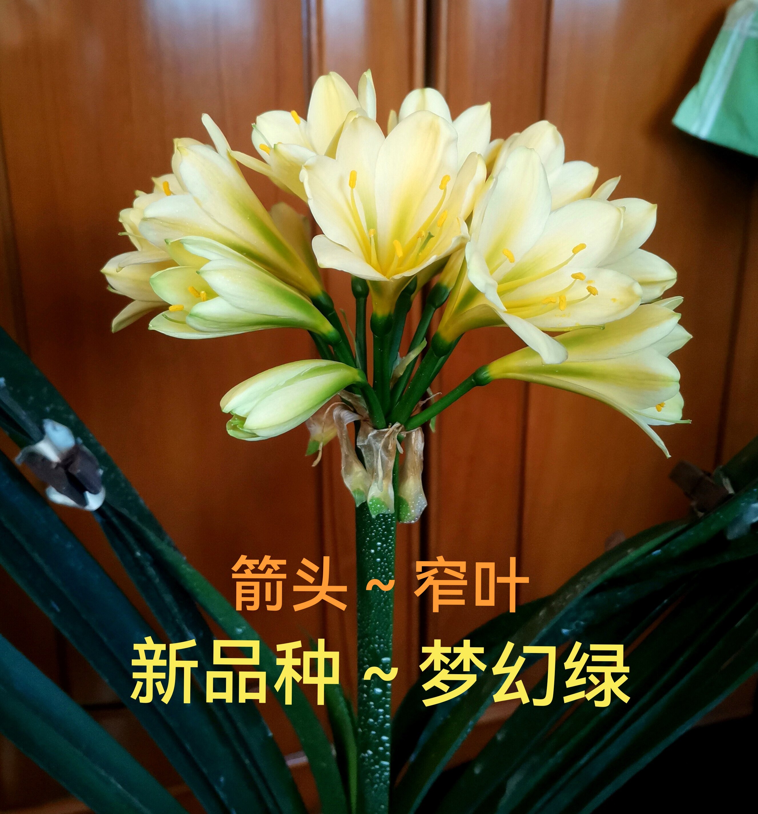 东北鞍山梦幻绿君子兰细叶窄叶尖头长叶花苗雅致精品高端室内绿植