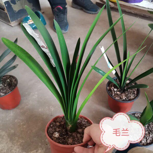 君子兰毛兰南非串精品花苗窄叶细叶长叶高端名贵室内绿植盆栽