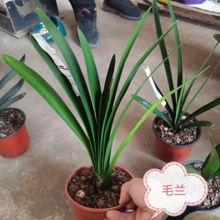 君子兰毛兰南非串精品花苗窄叶细叶尖头长叶高端名贵室内绿植盆栽