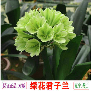 鞍山君子兰绿花平尾绿精品高端大小花苗室内盆栽绿植客厅窗台办公