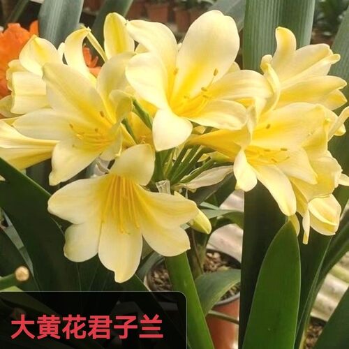 鞍山君子兰大黄花精品高端窄叶尖头苗室内绿植桌面办公窗台客厅