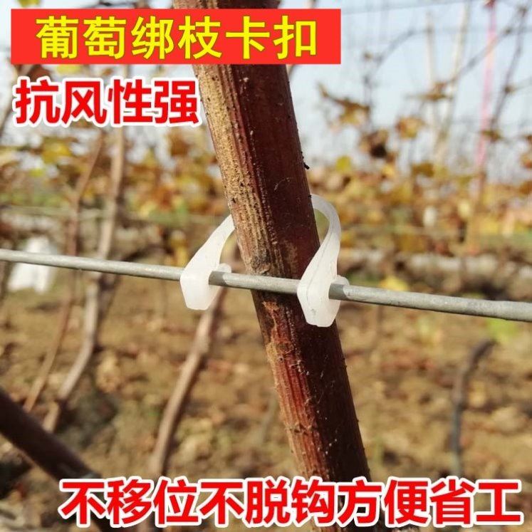 葡萄绑枝卡扣猕猴桃绑枝卡无花果卡子挂钩绑蔓树苗枝条塑料固定扣