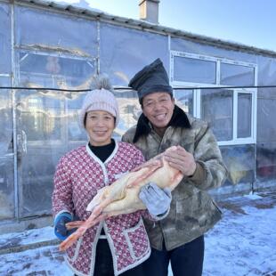 一宁家大鹅农家散养新鲜现杀老鹅7斤-8斤左右，带心肝