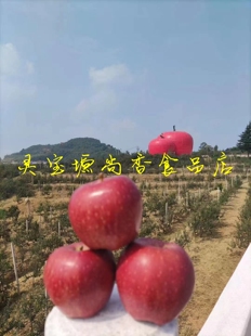 中秋礼品河南三门峡灵宝寺河山高山红星苹果粉面香甜5斤包邮35元