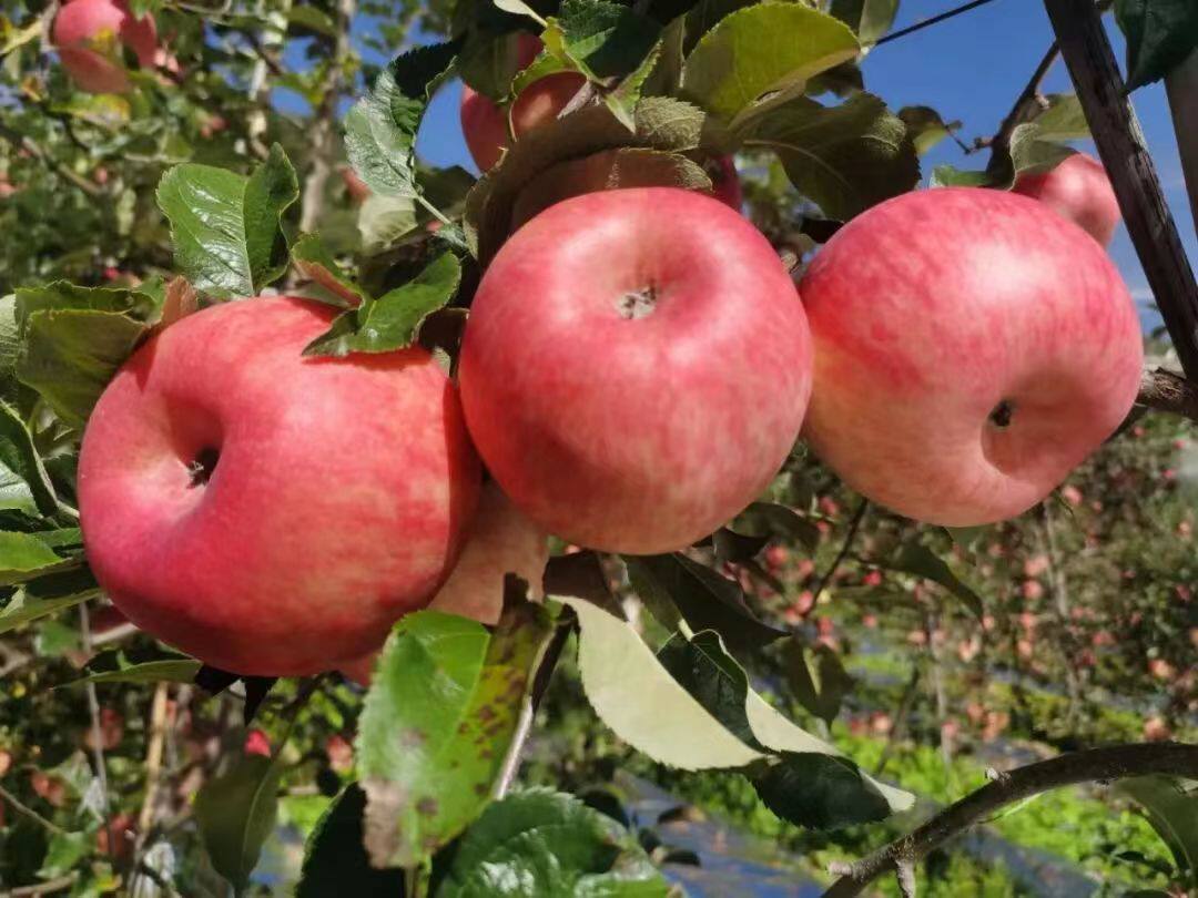 停发停售三门峡灵宝寺河山秦脆苹果酸甜适中5斤49元包邮