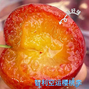 智利空运樱桃李子纯甜多汁当季新鲜水果