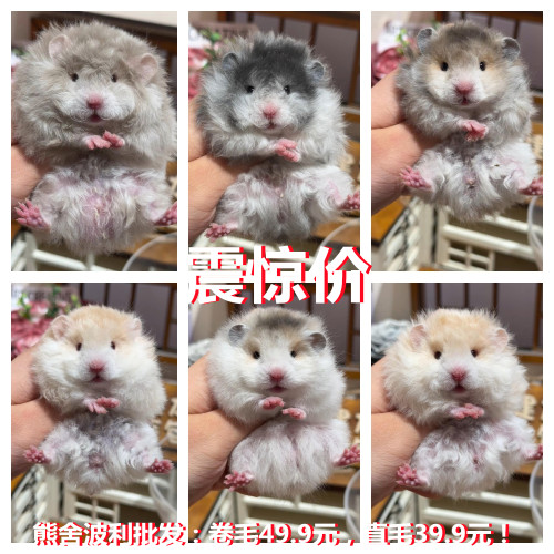 仓鼠活体成年大仓鼠活物自养繁殖成年三线紫仓银狐布丁可繁殖产仔
