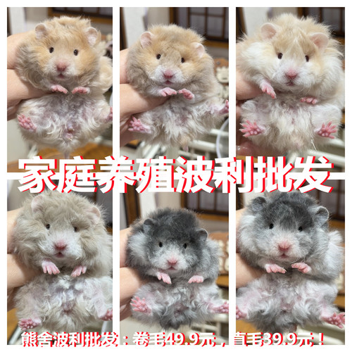 家养卷毛金丝熊活物纯银熊黑波利纹卷毛活体宠物仓鼠挑选
