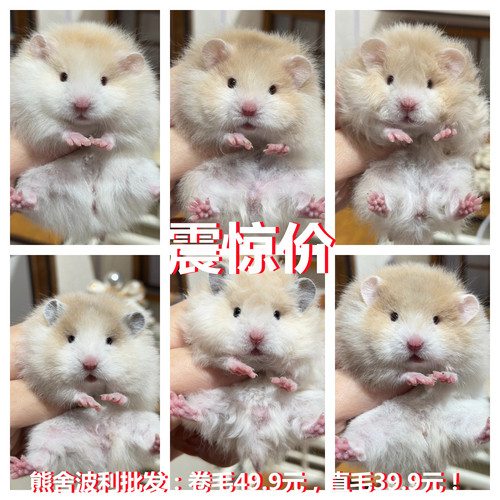 小仓鼠包活布丁银狐金丝熊虎纹眼圈活物完活体长毛紫仓仓鼠活