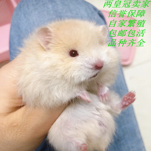 仓鼠活物金丝熊活体侏儒苍鼠三线波利布丁银狐小宠自养繁殖卷毛鼠